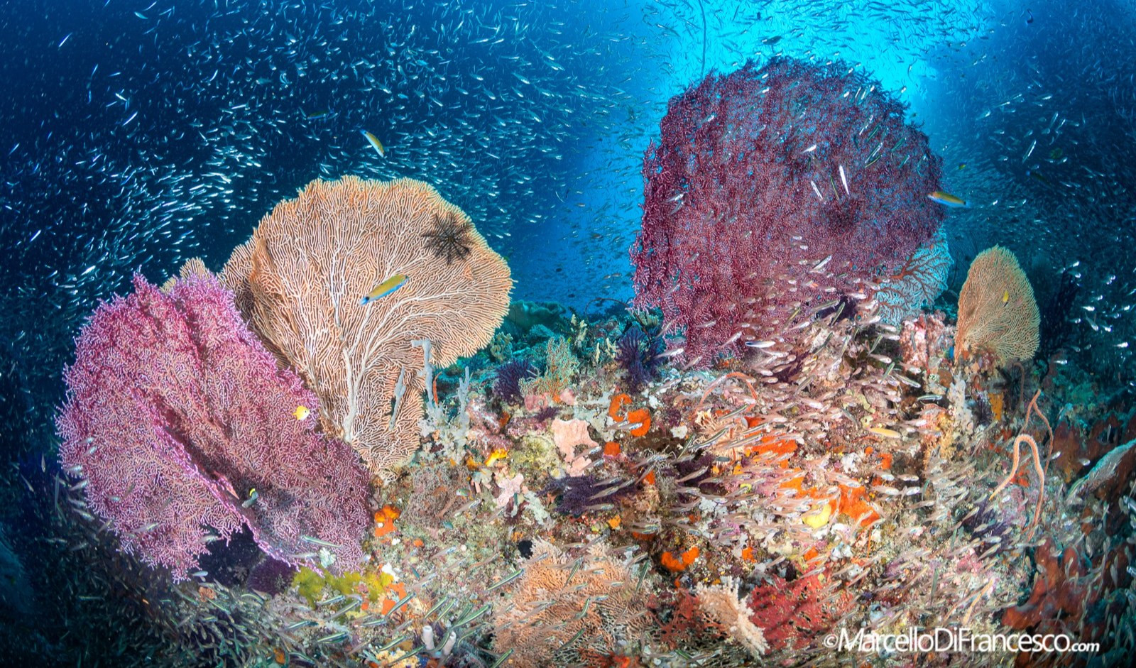 'Echi dal mare', incontro sull'ambiente e la biodiversità