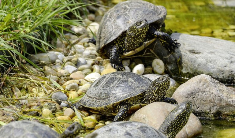 Giornata delle tartarughe, l'Acquario di Genova protegge quelle europee