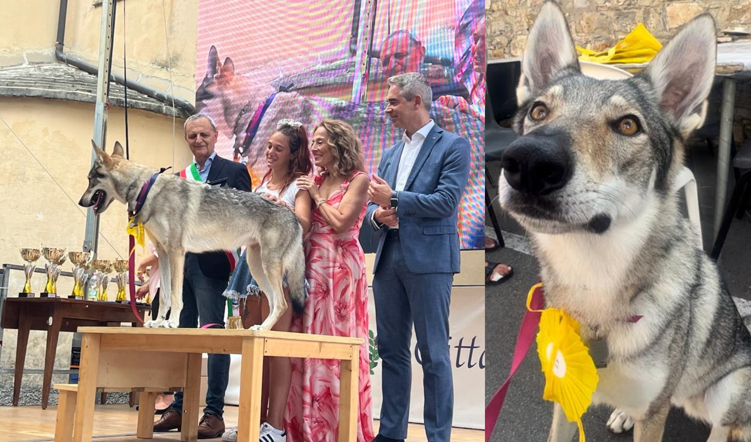 Premio fedeltà del cane, vince Era: salvato uomo colpito da infarto