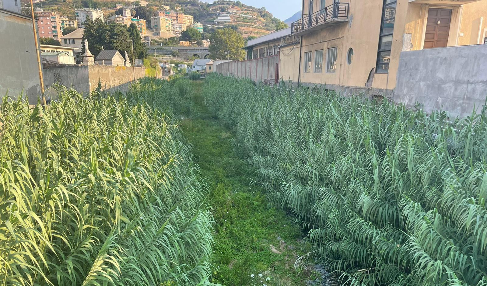 Pulizia di torrenti e rivi cittadini, il Comune di Genova accelera: il programma dei lavori