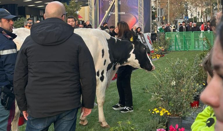 Sanremo: gli agricoltori portano Ercolina 2 davanti al teatro Ariston