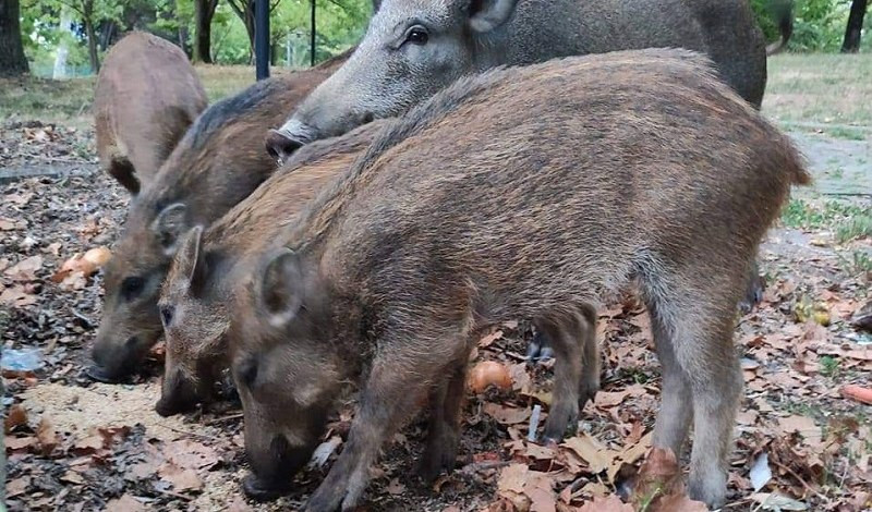 Cinghiali nel parco spezzino, la Regione tranquillizza: non verranno abbattuti