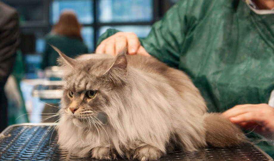 Gli appuntamenti del weekend: gatti in mostra pensando a S. Valentino