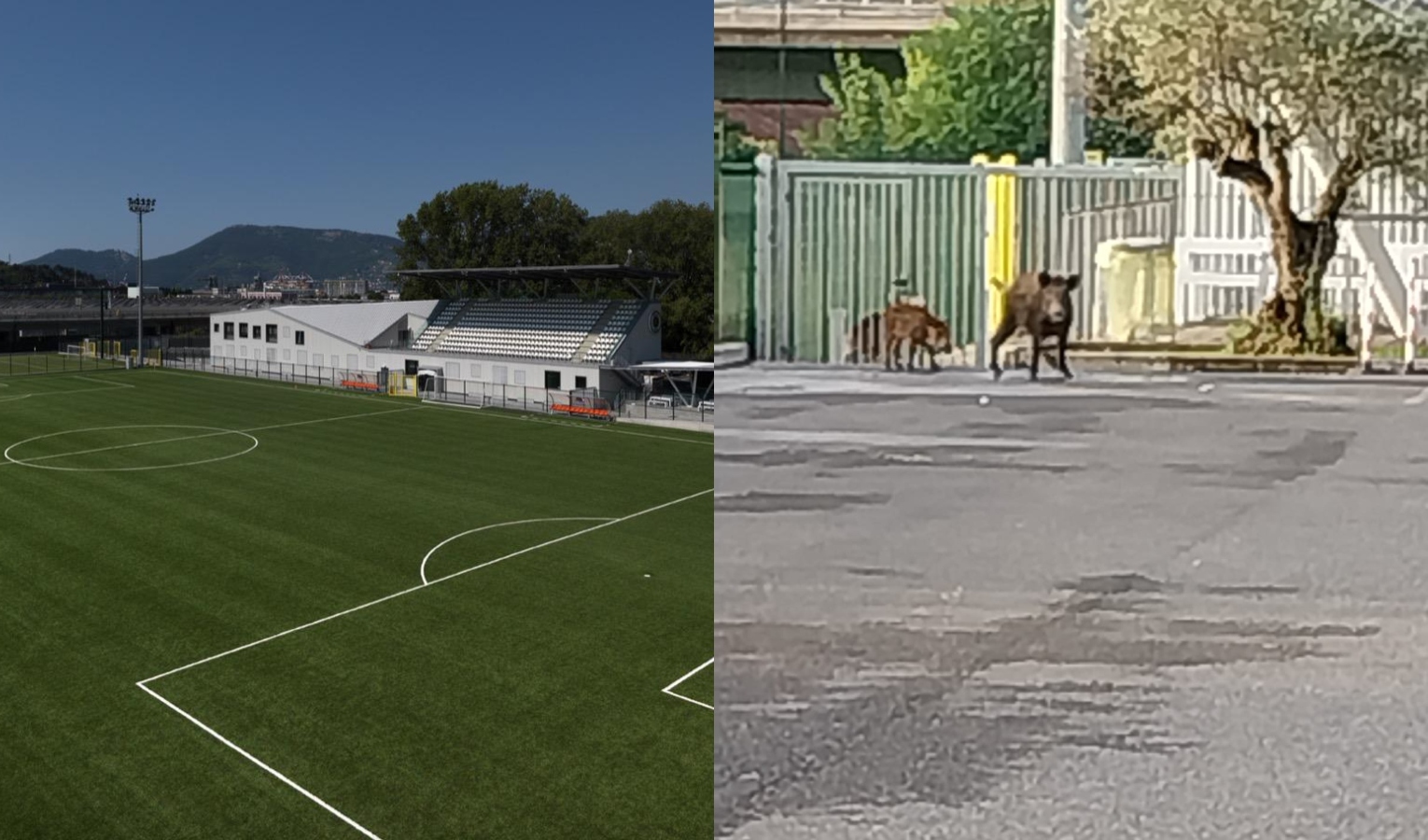 Spezia, cinghiali nel centro sportivo delle giovanili: stop agli allenamenti