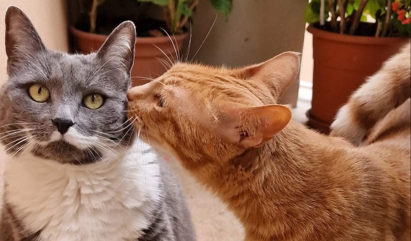 Primocanile a casa vostra, ecco Fiocco e Tommy: gatti trovatelli dall'Umbria a Genova