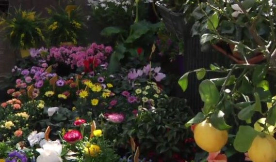 La primavera di Nervi, ecco i fiori da regalare a fidanzate e mamme