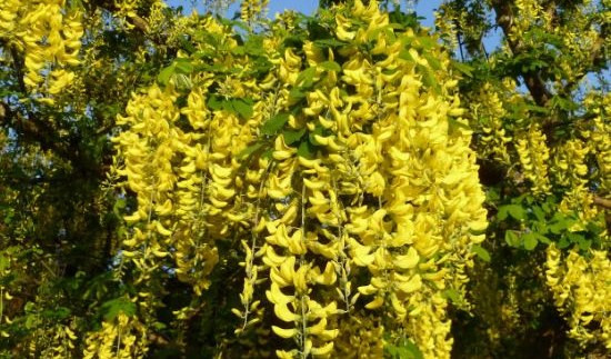 Scambia fiori velenosi per acacia e li mangia, escursionista in ospedale