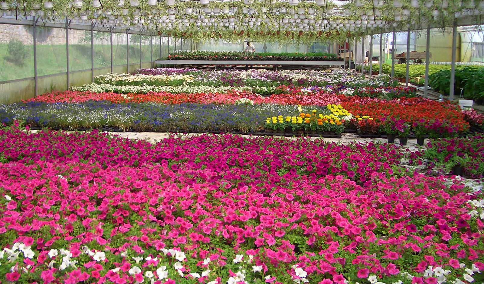 I fiori liguri in mostra ad Amsterdam tra quelli di oltre 115 paesi