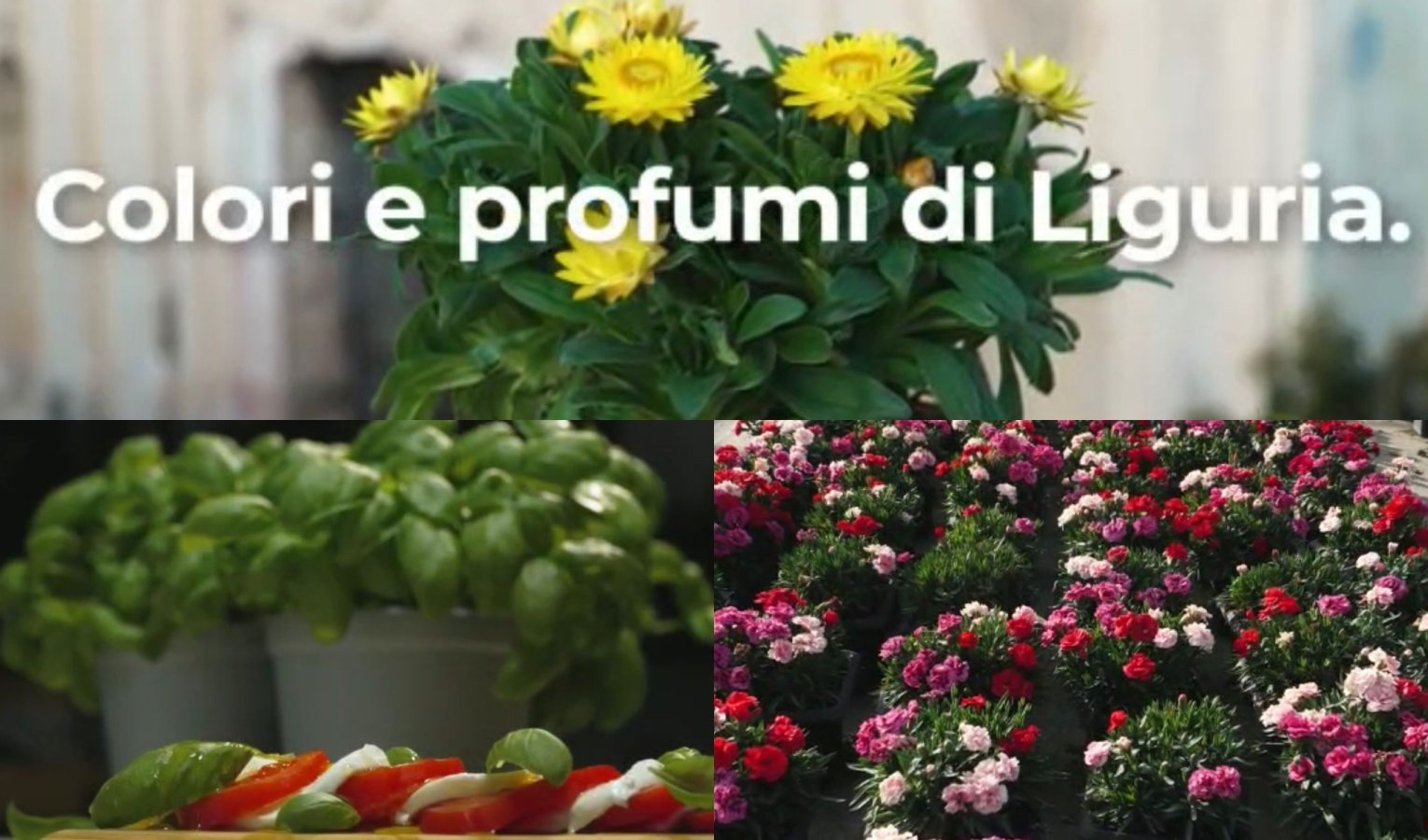 La Liguria promuove fiori e vivai sui social, in arrivo dieci spot