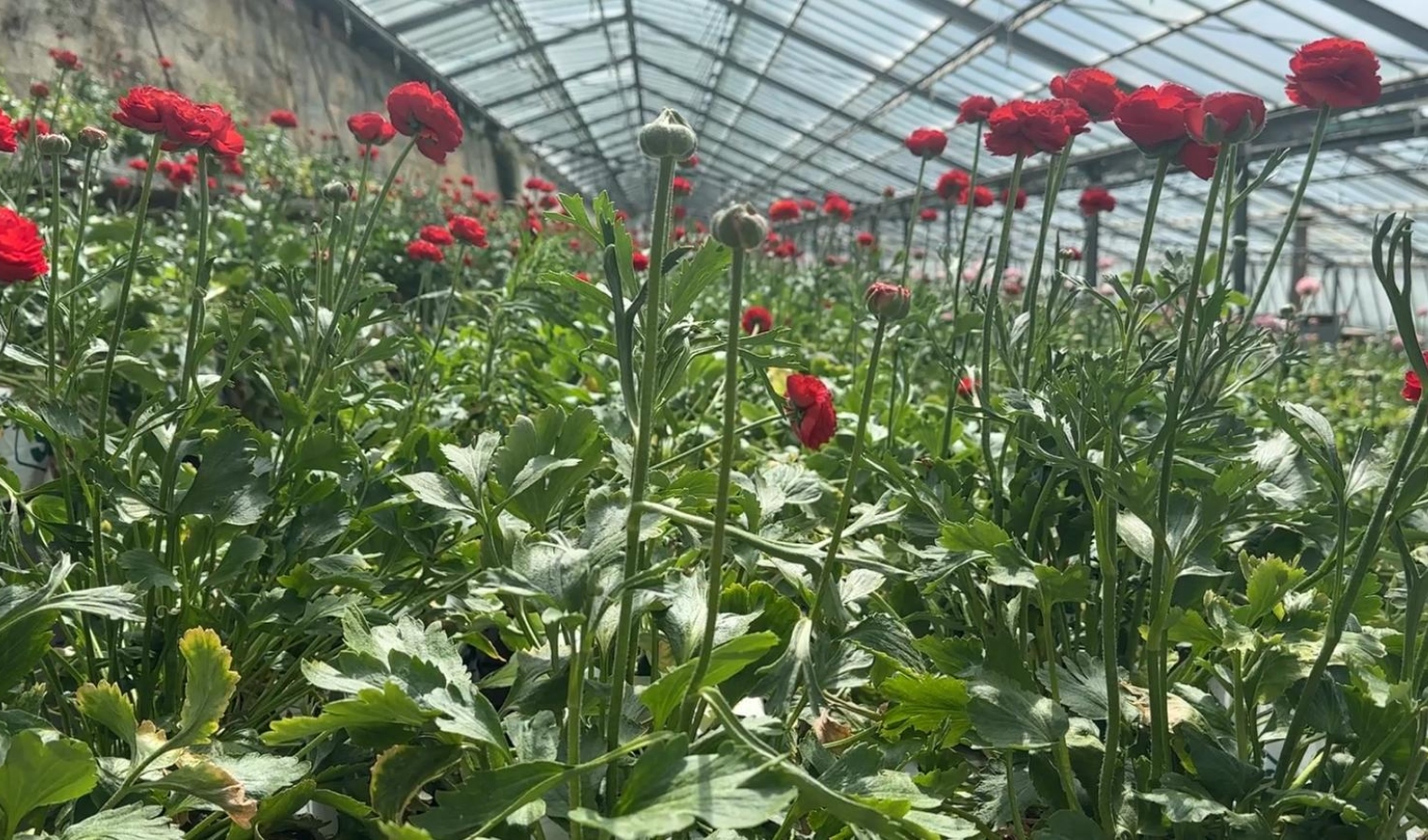 Floricoltura, l'imperiese denuncia il Made in Italy farlocco