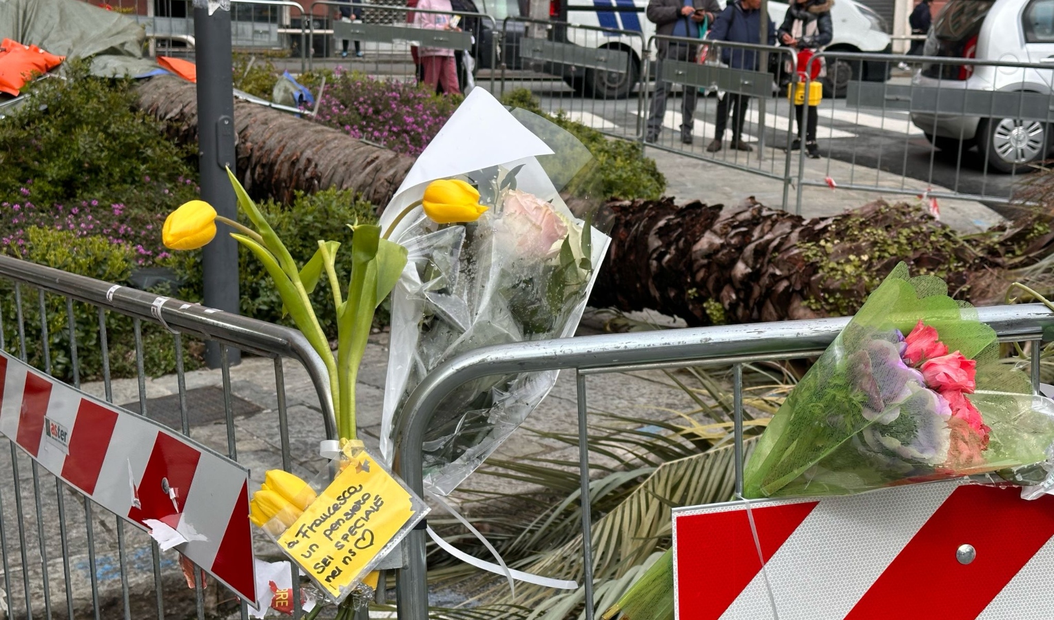Crollo palma a Genova: l’agronomo Cinelli al lavoro per chiarire la tragedia di Francesca Testino