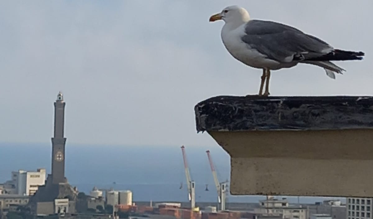 Il gabbiano mascotte della rete delle Associazioni di San Teodoro che lottano contro i fumi delle navi nel porto di Genova Un gabbiano con lo sfondo del porto di Genova