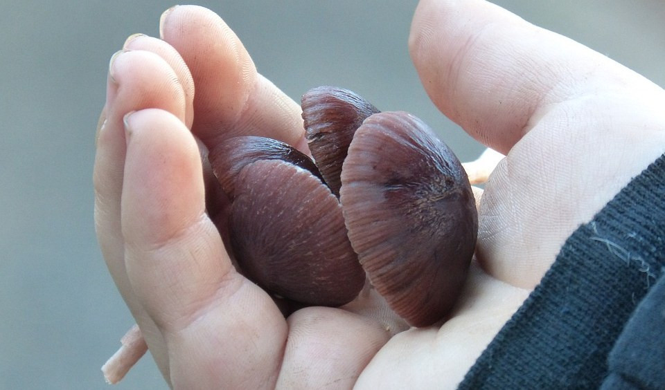 Funghi ai bambini? Il pediatra Ferrando: 