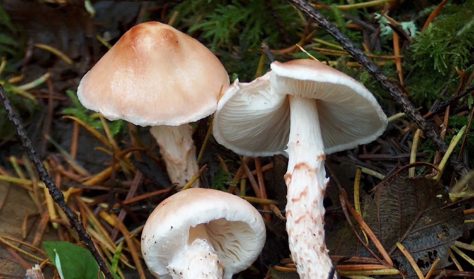 Genova, raccoglie funghi in un parco e li mangia: in terapia intensiva