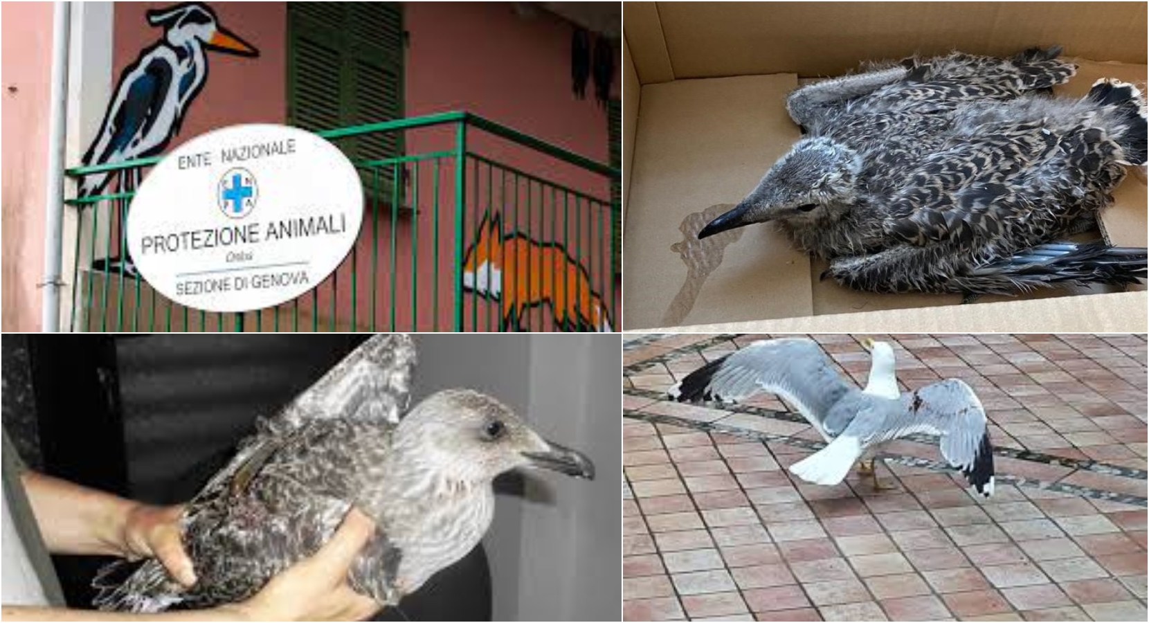 Genova, sos aviaria: vietato ricoverare i gabbiani feriti