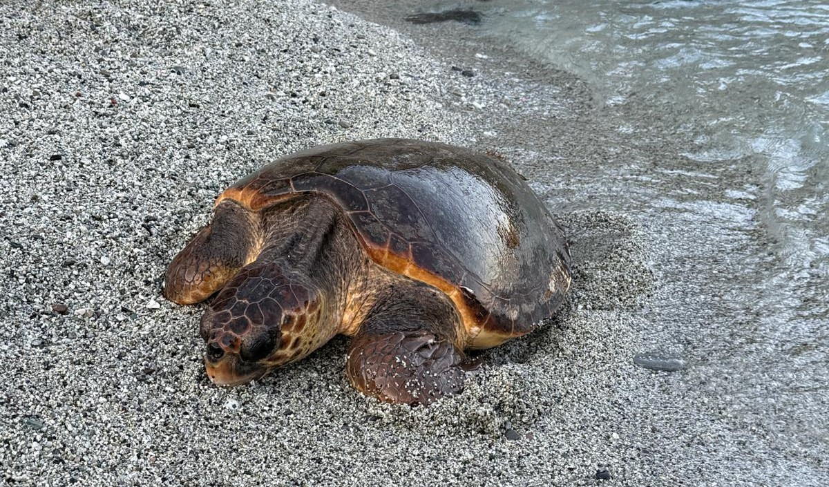 una tartaruga marina 