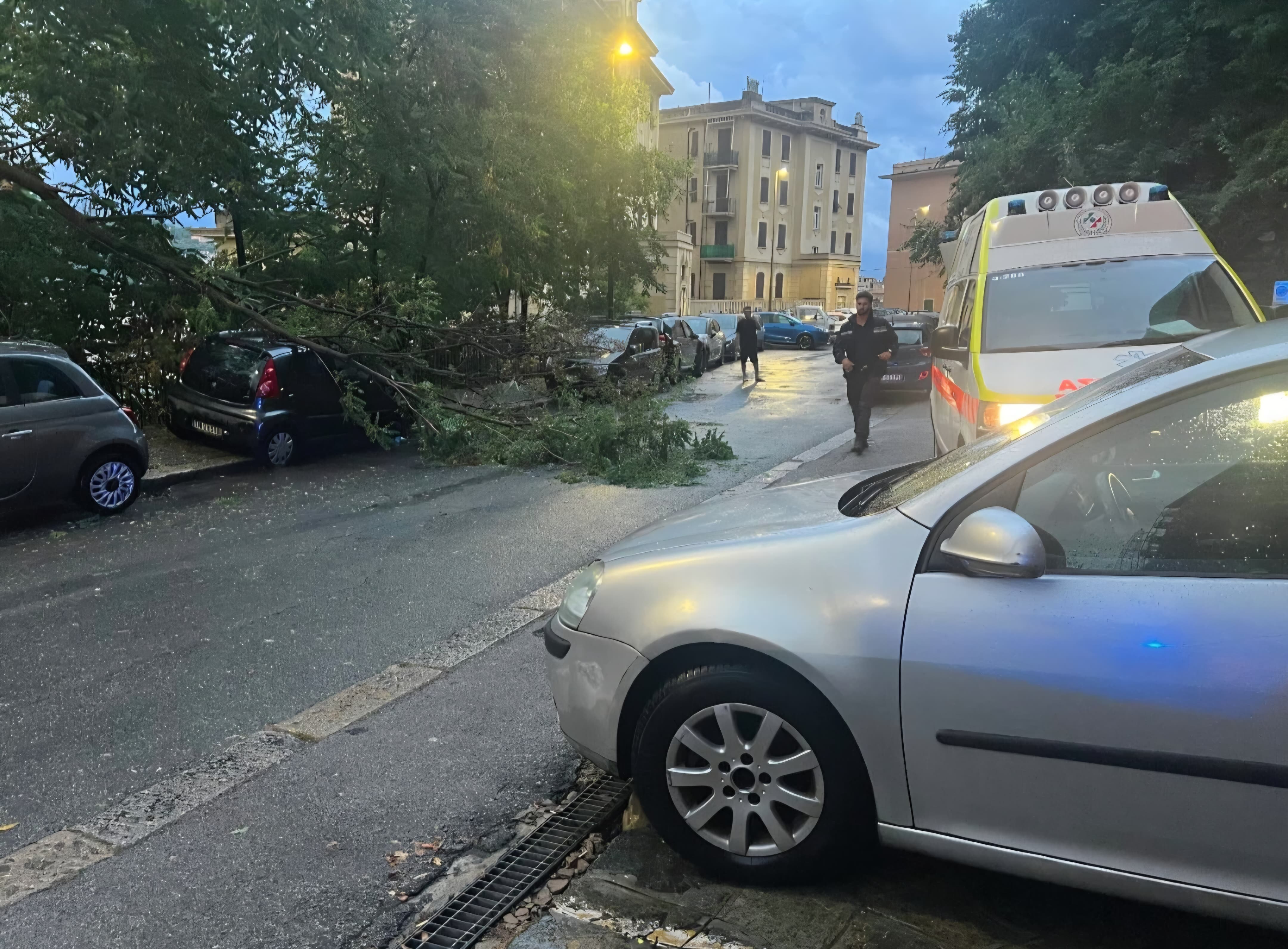 Albero caduto in via Burlando