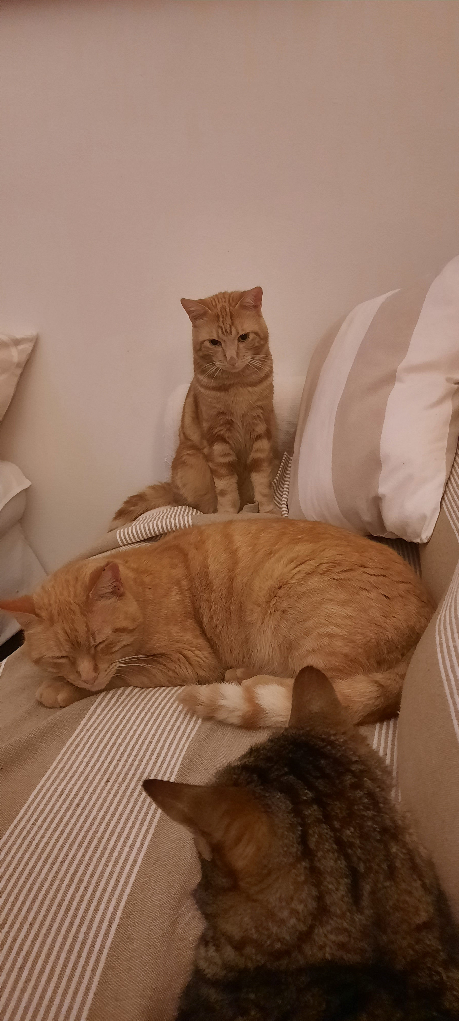 Poirot, Genonimo e Bread