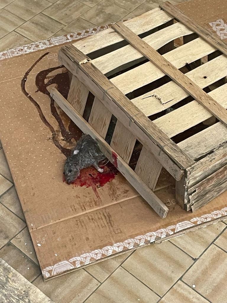 Un topo morto trovato nel laboratorio di biologia