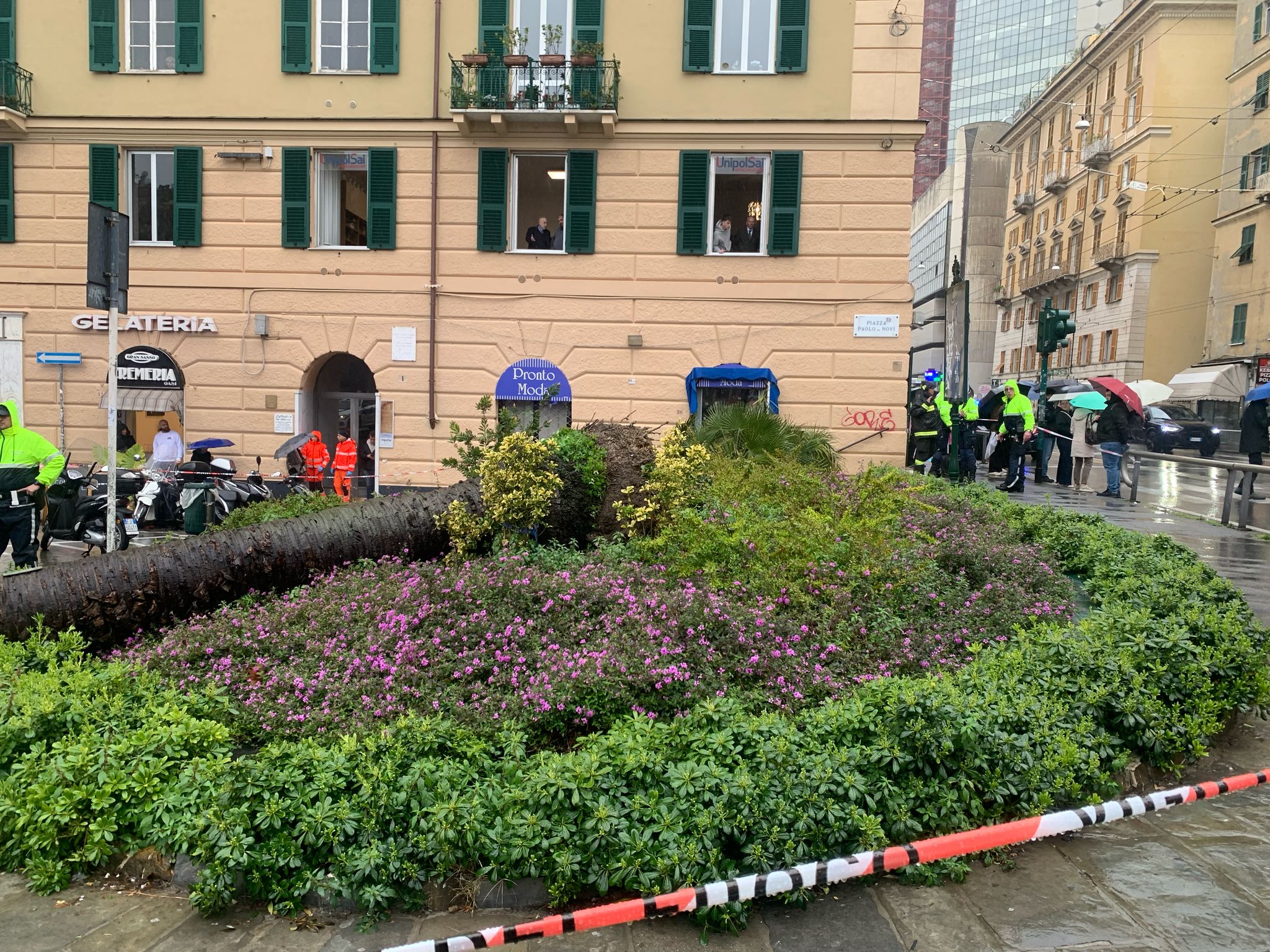 La palma crollata poco prima delle 14:30