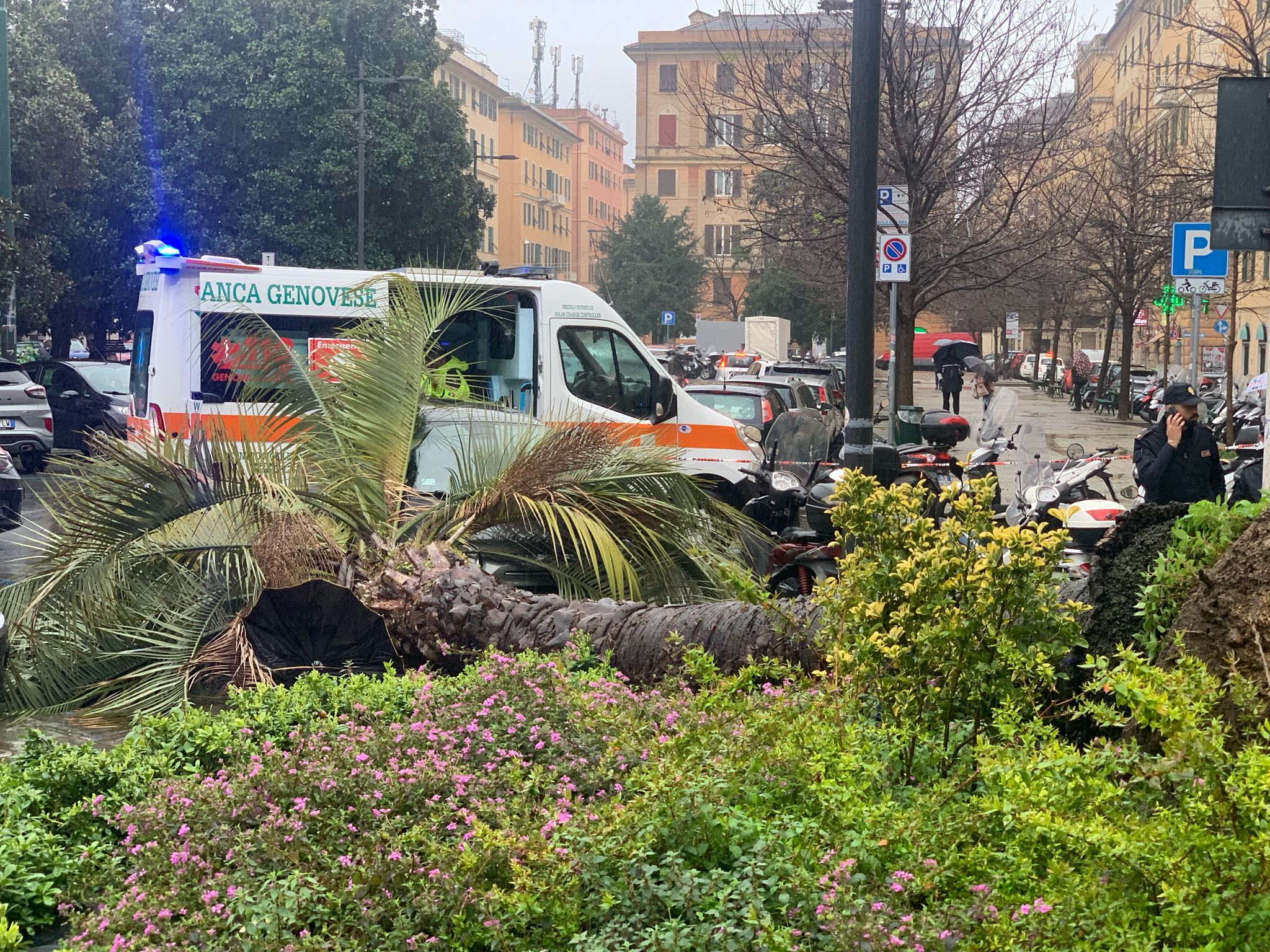 La palma crollata poco prima delle 14:30