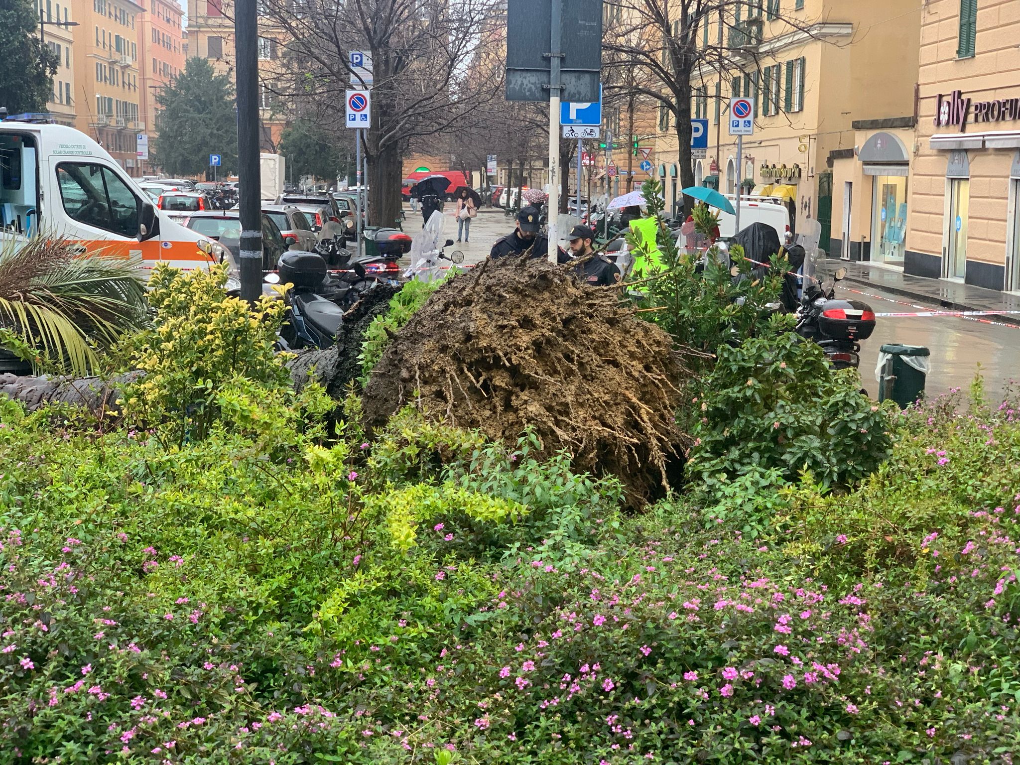 La palma crollata poco prima delle 14:30