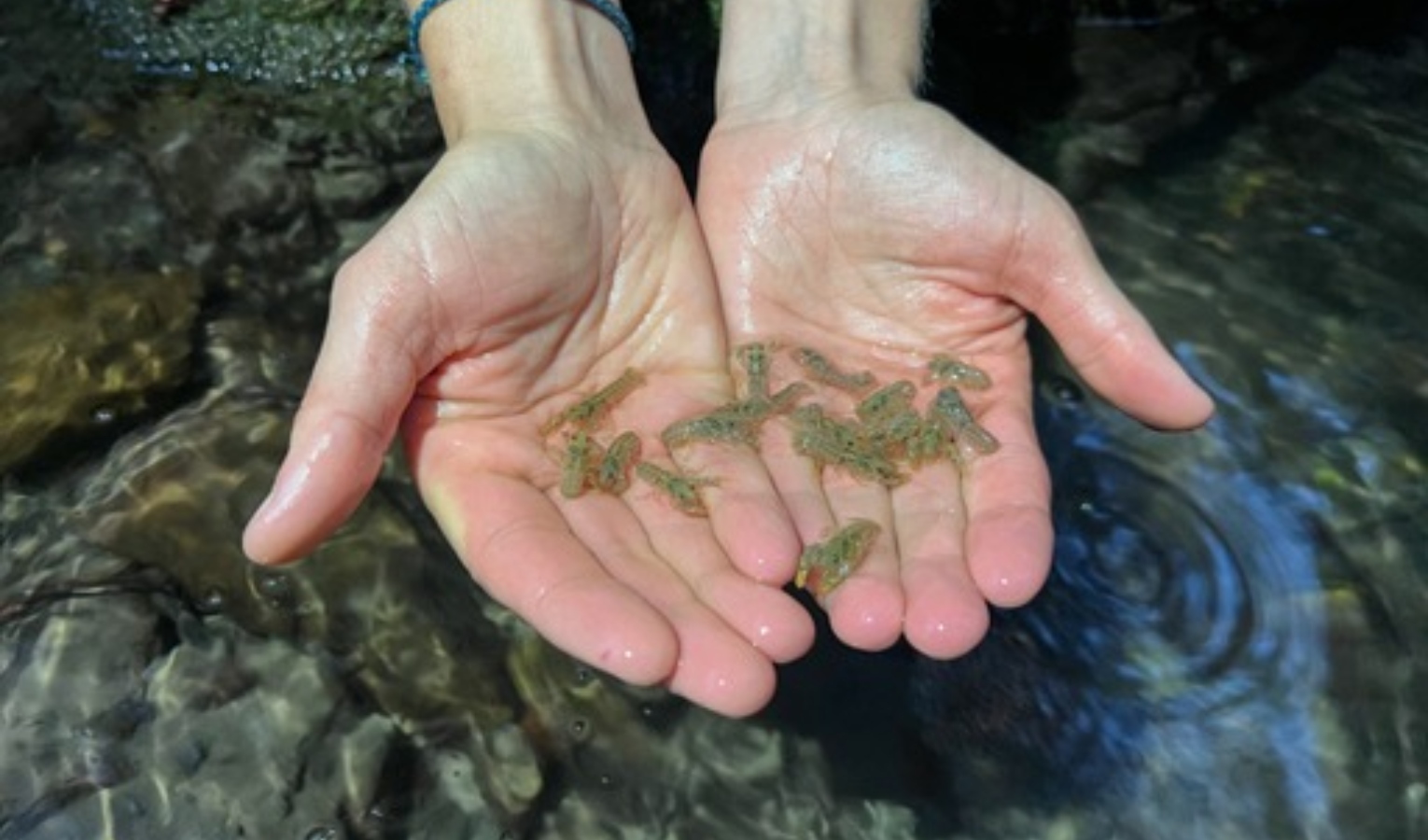 Gambero di fiume, bilancio positivo dell'attività di ripopolamento