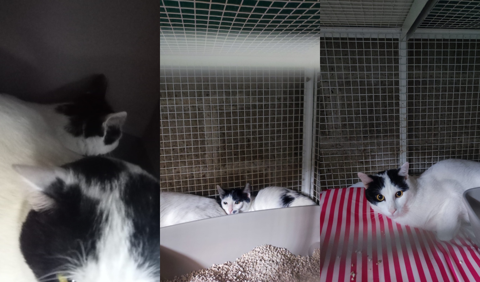 I due gatti abbandonati