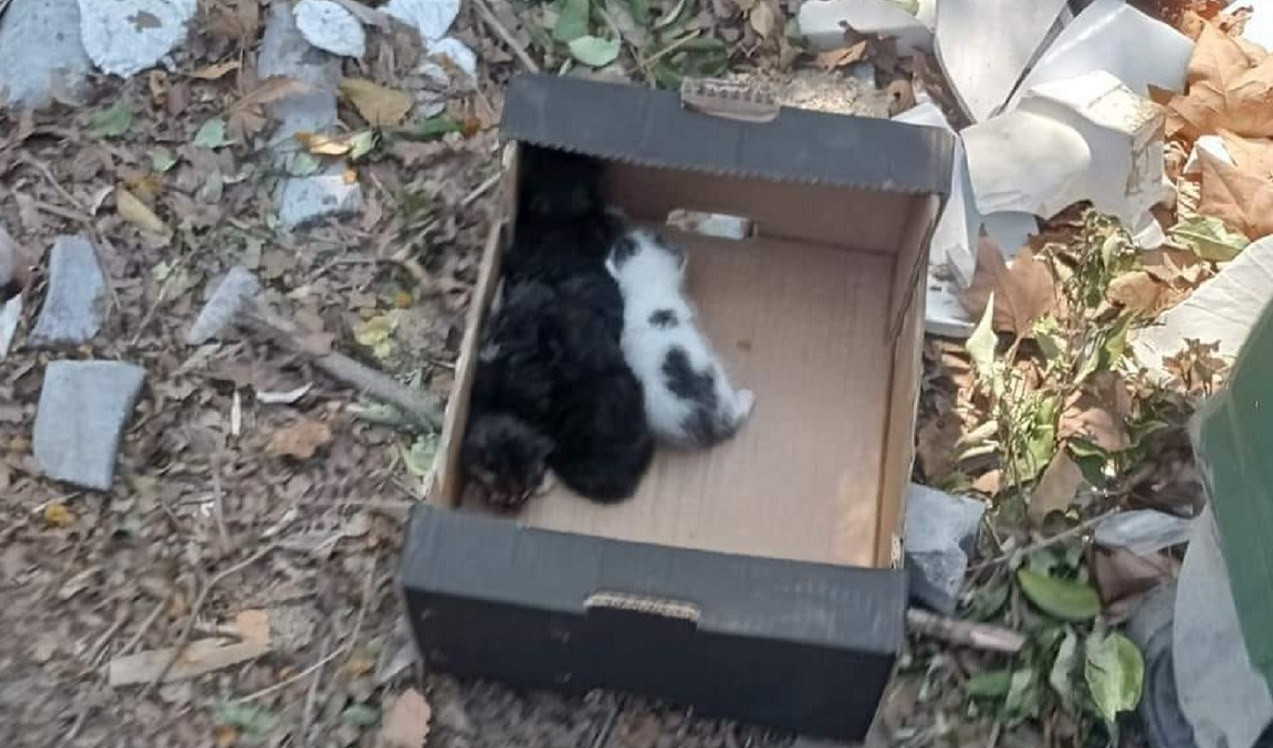 Genova, gattini abbandonati vicino ai bidoni della spazzatura
