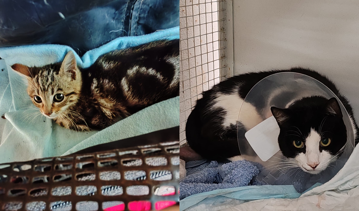 Genova, l'appello del canile per pagare le cure di due gattini investiti