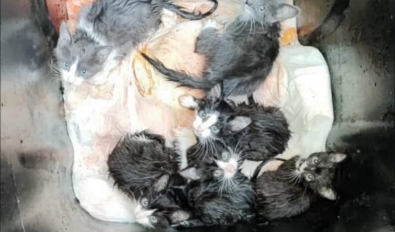 Sette gattini trovati in un bidone della spazzatura dagli operatori Amiu