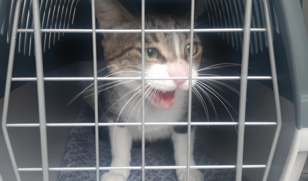 Genova, gattino abbandonato trovato in via Pendola a San Fruttuoso