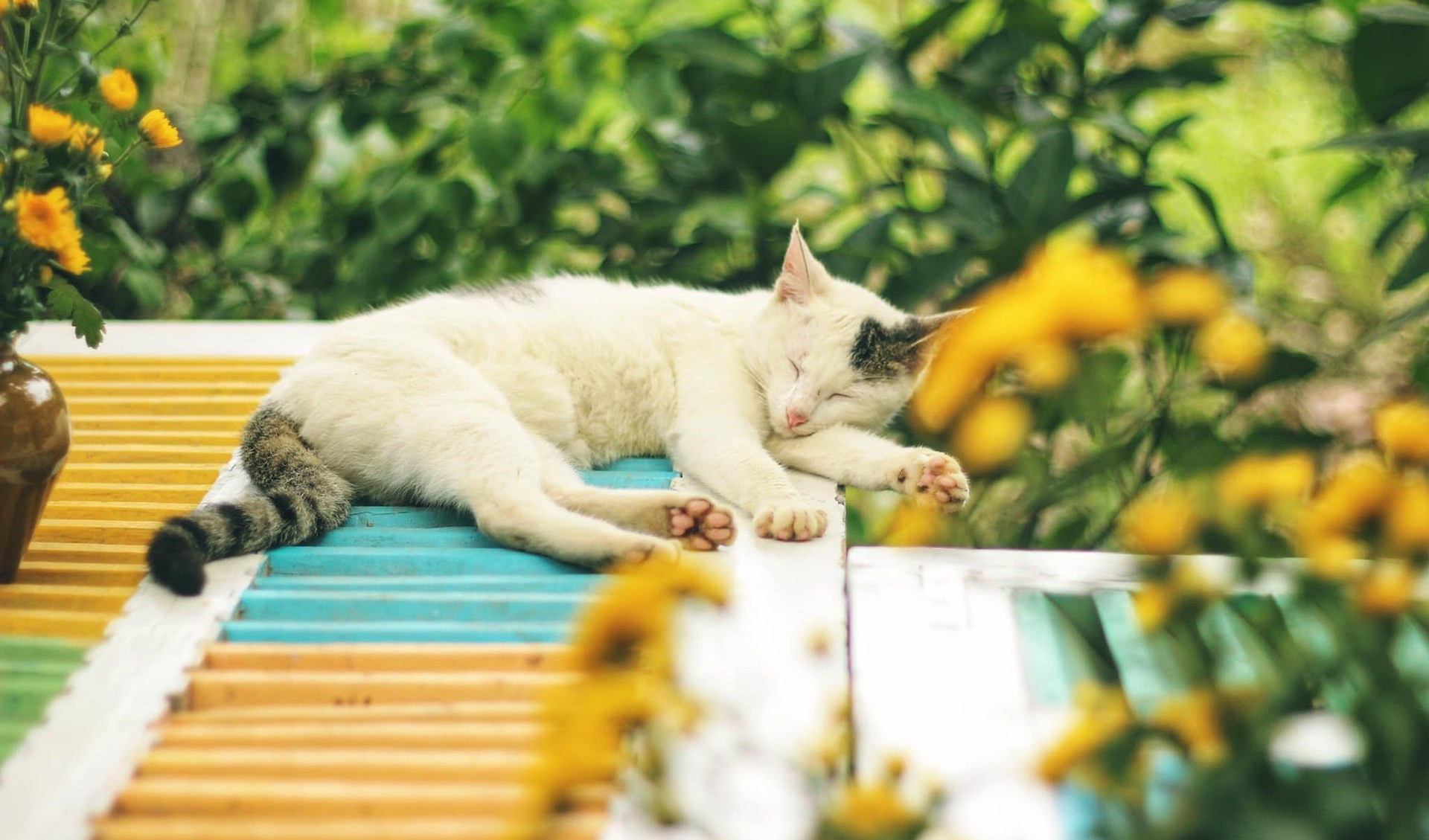 Giornata del gatto: mascotte, influencer e migliore amico dell'uomo