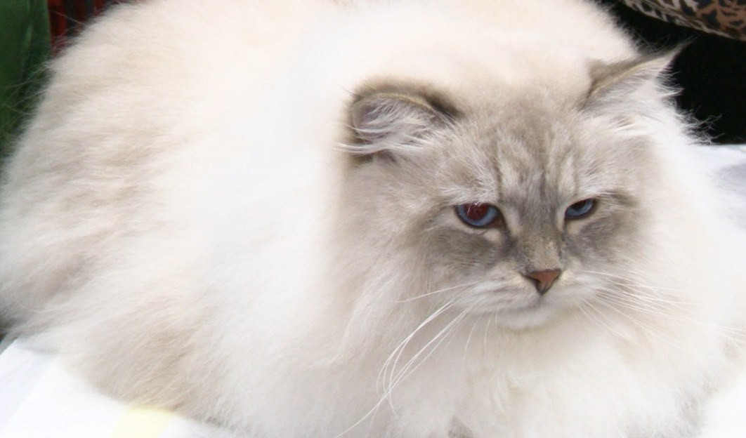 Alla mostra felina di Genova il gatto Silvestro, con la coda bianca come quello dei cartoni