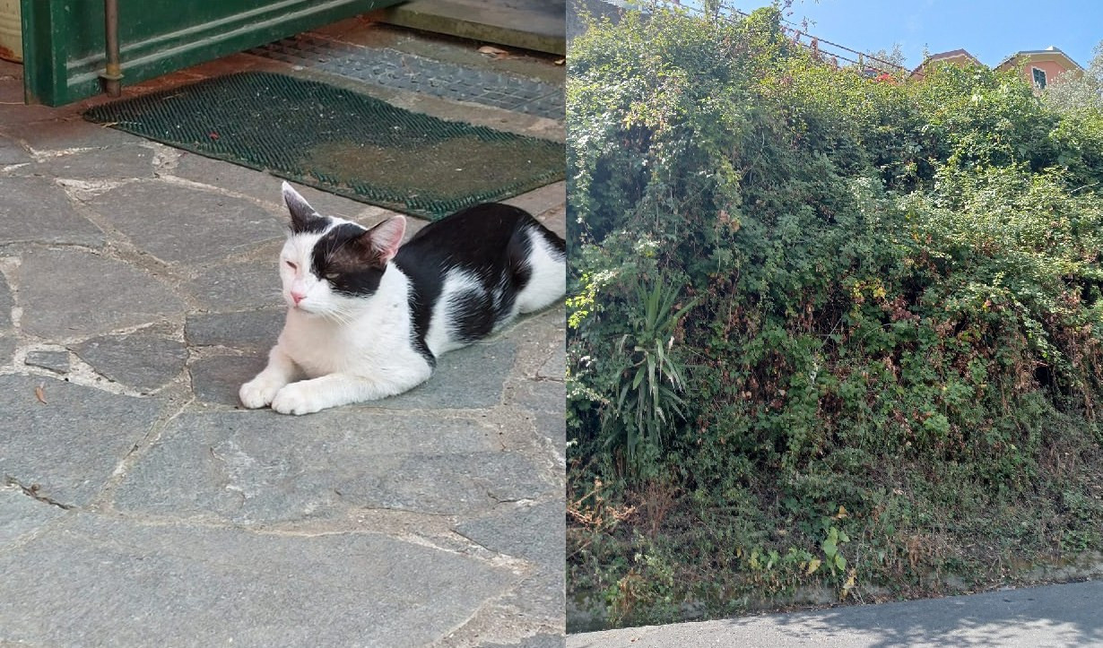 Bogliasco, gattino intrappolato per giorni nei rovi: salvato dalle guardie zoofile