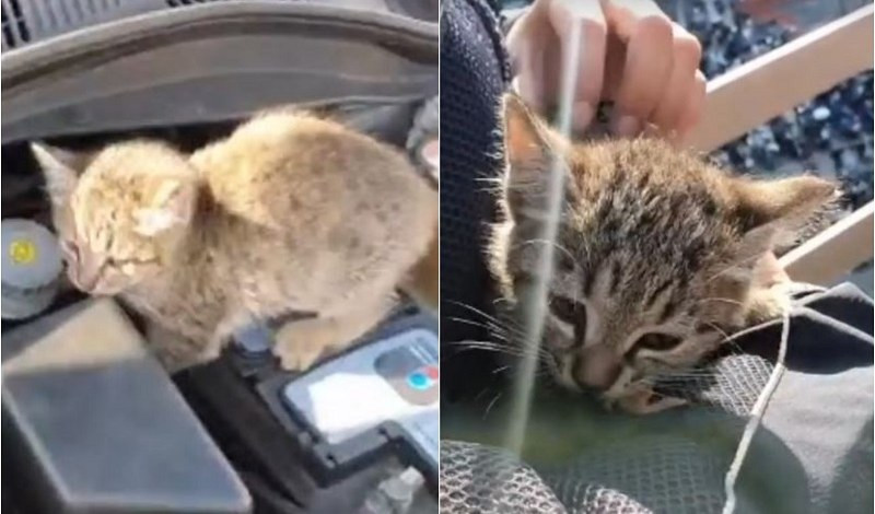 Trova un gattino dentro il cofano della macchina: una vigilessa lo adotta