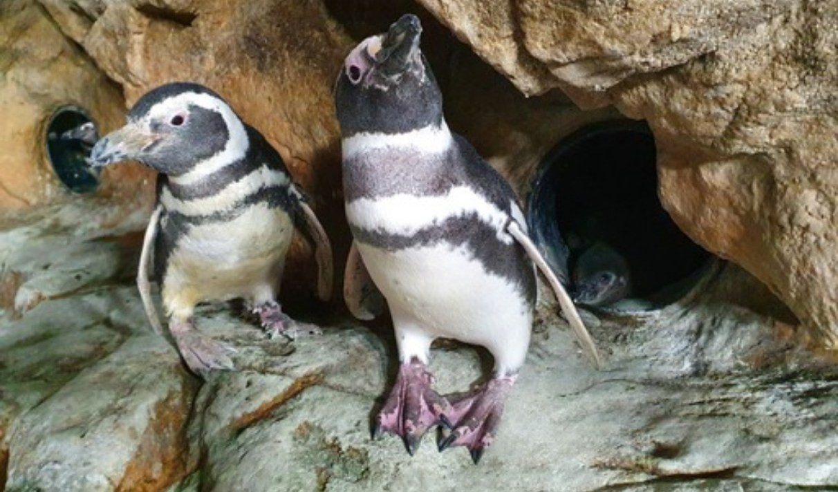 Il pinguino Kowalski genitore per la seconda volta: nati 4 pulcini all'Acquario di Genova