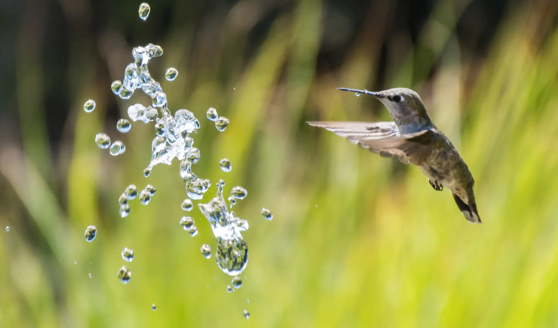 Acqua, è la giornata mondiale: in Italia metà va persa