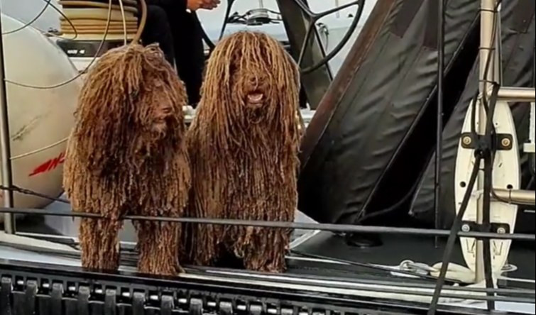 Giraglia, due cani per 'mozzi': ecco le mascotte della barca argentina From Now On