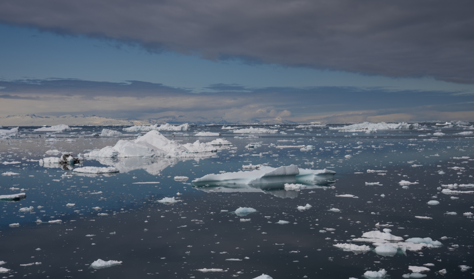 Cambiamento climatico: anche in Groenlandia arrivano le zanzare