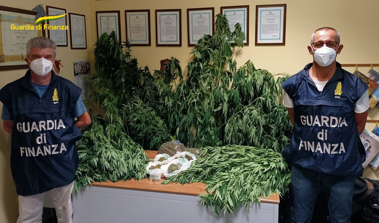 55enne nei guai: in giardino aveva una piantagione di cannabis