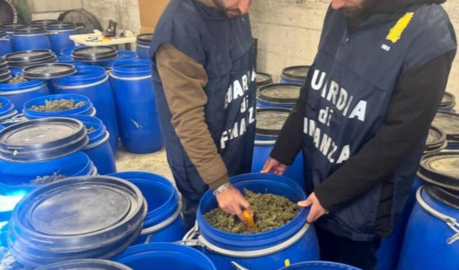 Più di 500 chili di marijuana in 70 fusti, il maxi sequestro in una serra a Imperia