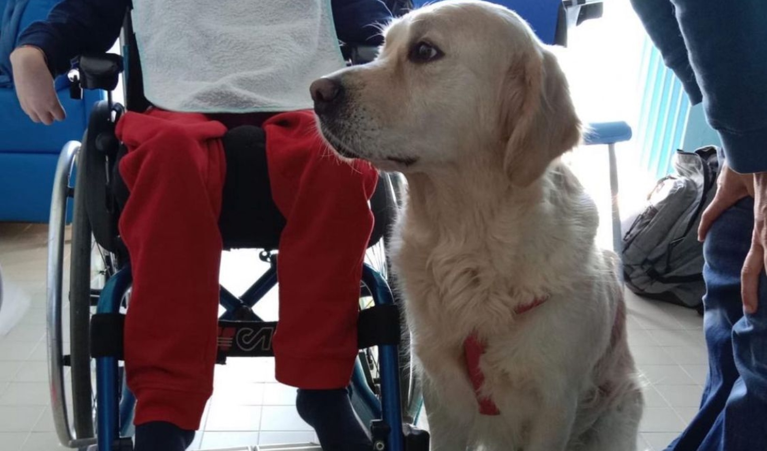 Pet therapy, ecco come Happy porta il sorriso ai piccoli pazienti del Gaslini