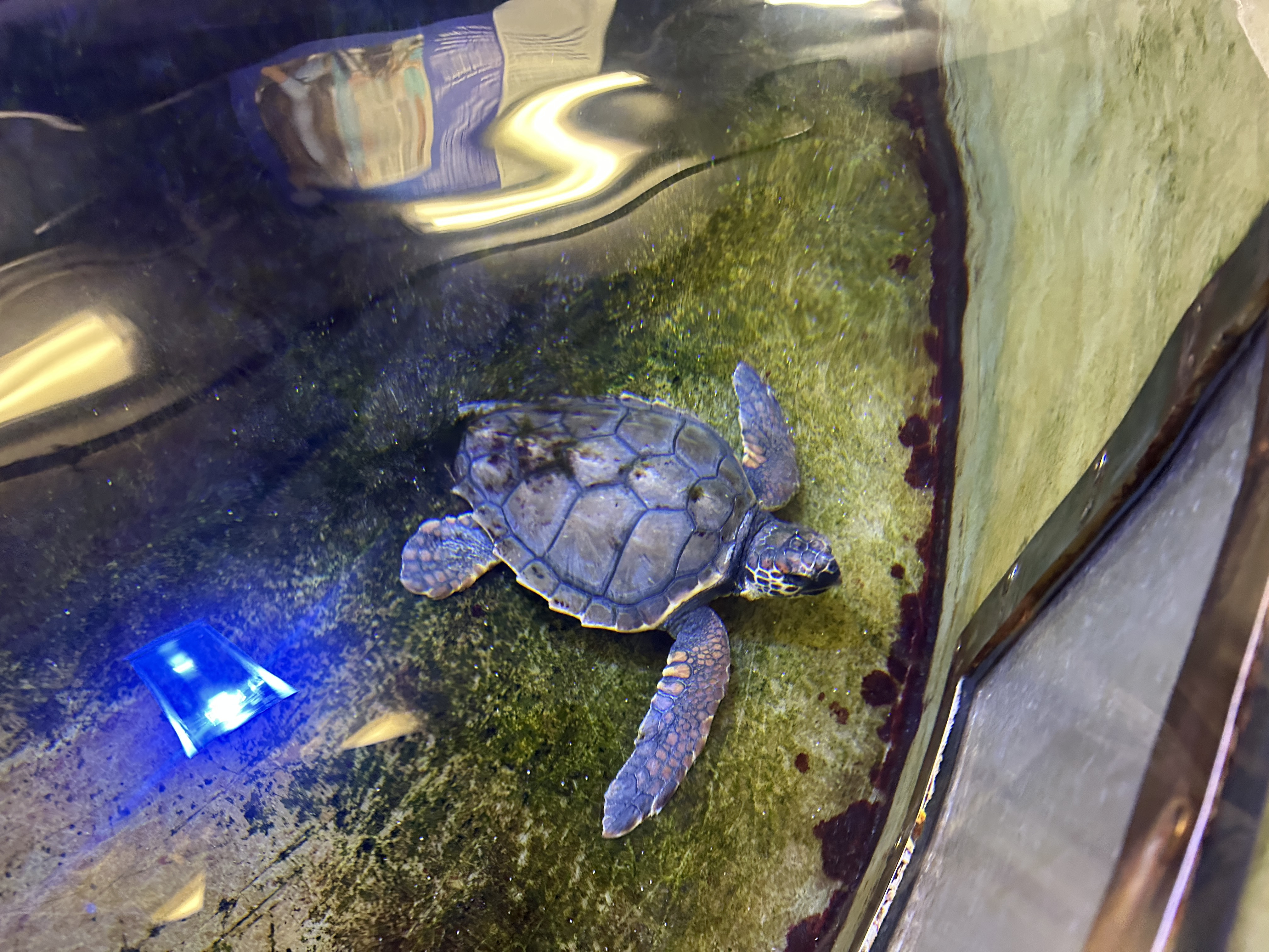 La tartaruga Lorena sta meglio, viaggio nella 