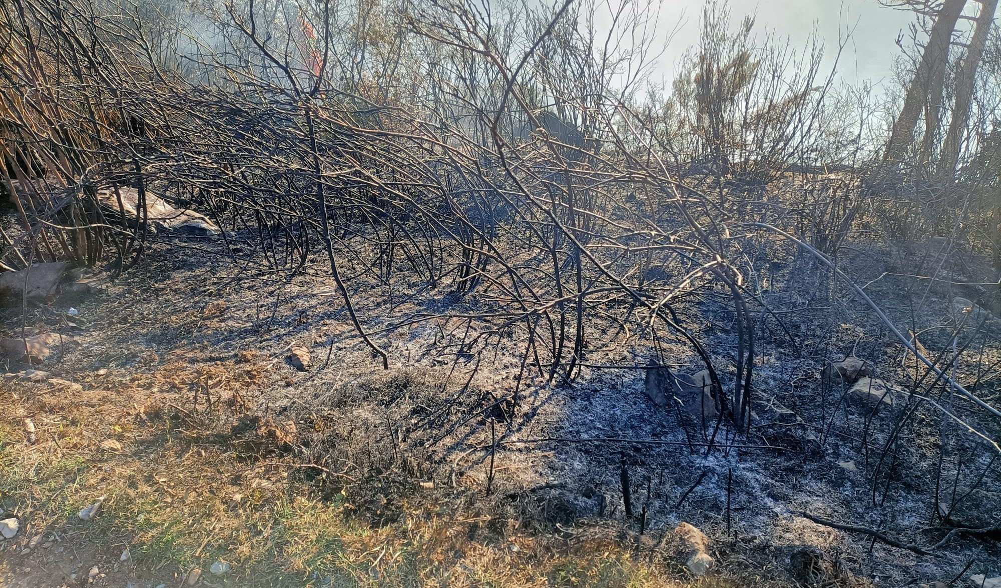 Genova, spento nella notte il nuovo incendio sul monte Moro