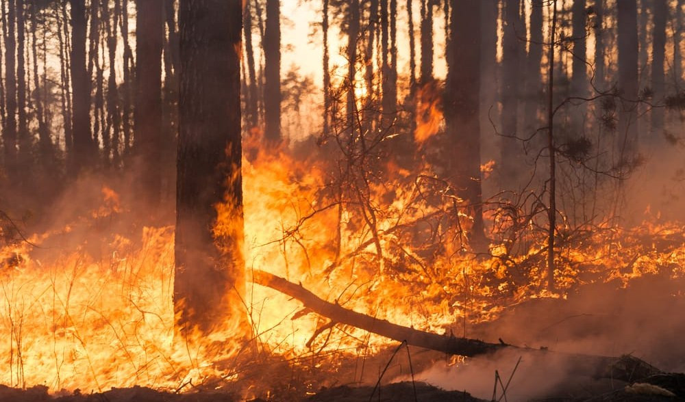Un vasto incendio si è sviluppato nella serata di sabato sul monte Zatta