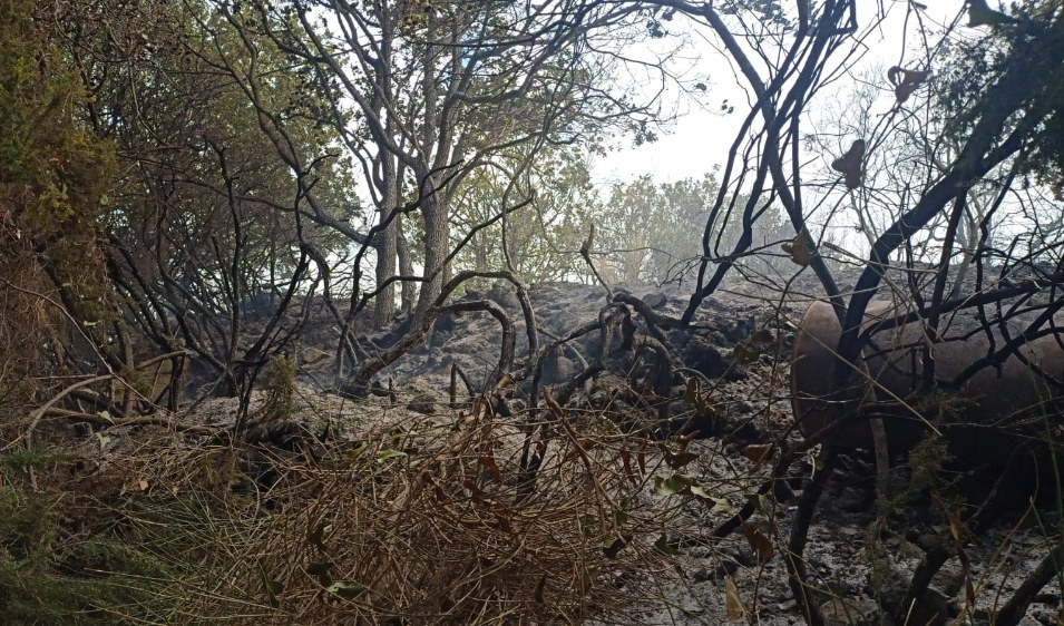 Incendio boschivo nell'imperiese, la pioggia spegne le fiamme