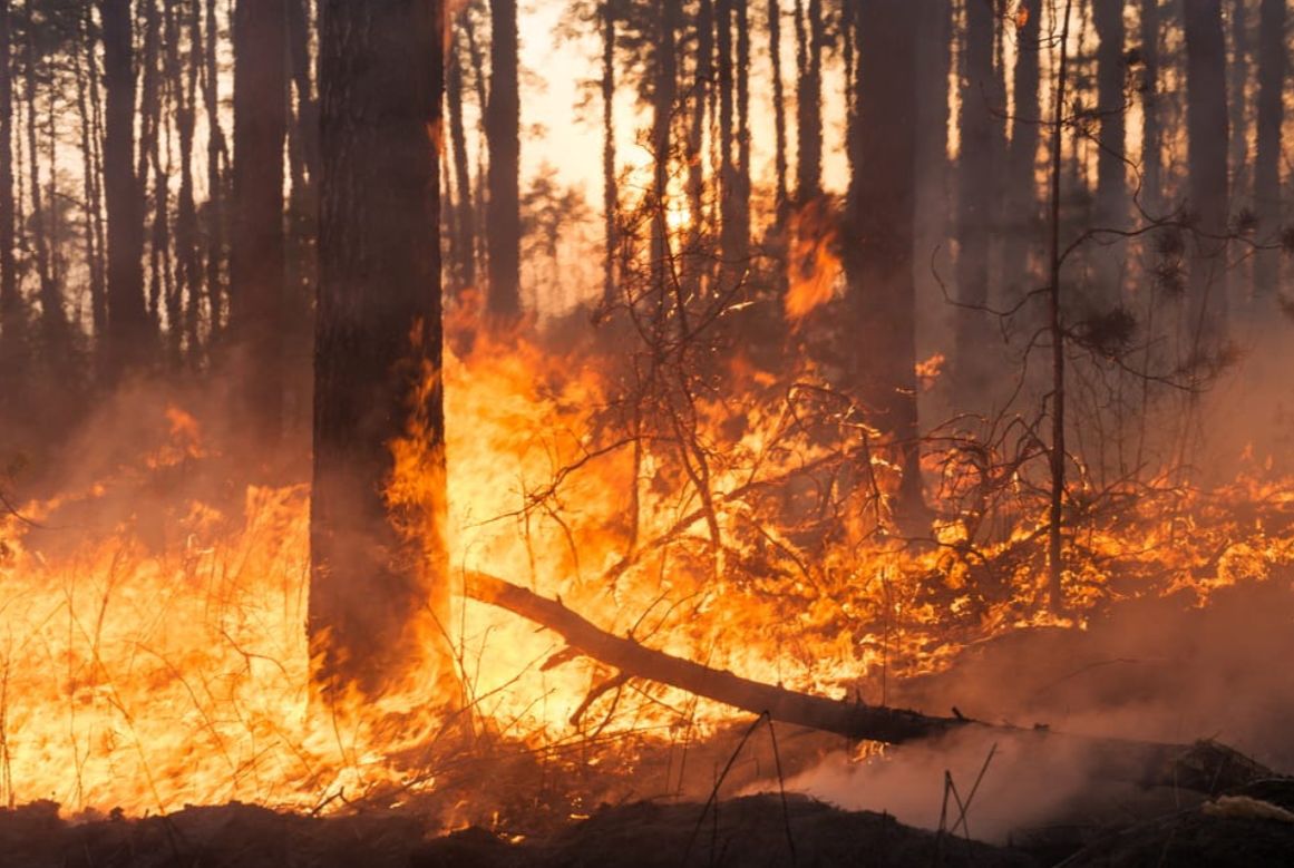 Alberi in fiamme