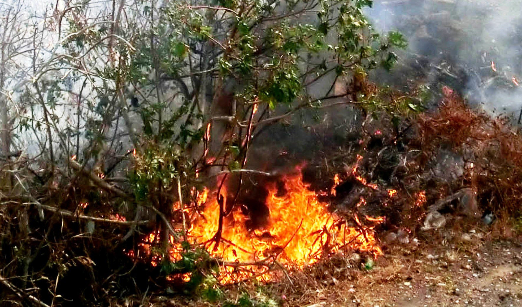 Incendio sterpaglie in zona impervia in valle Armea