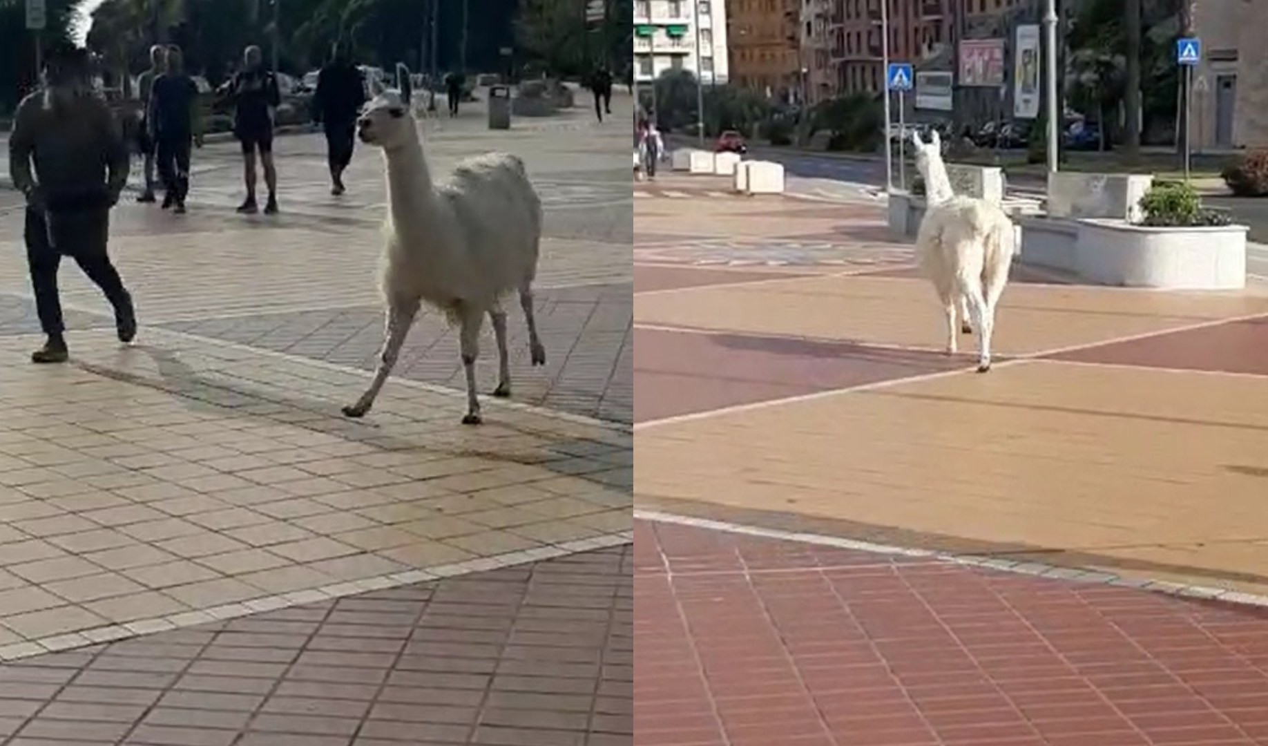 Lama in fuga dal circo, animalisti: 